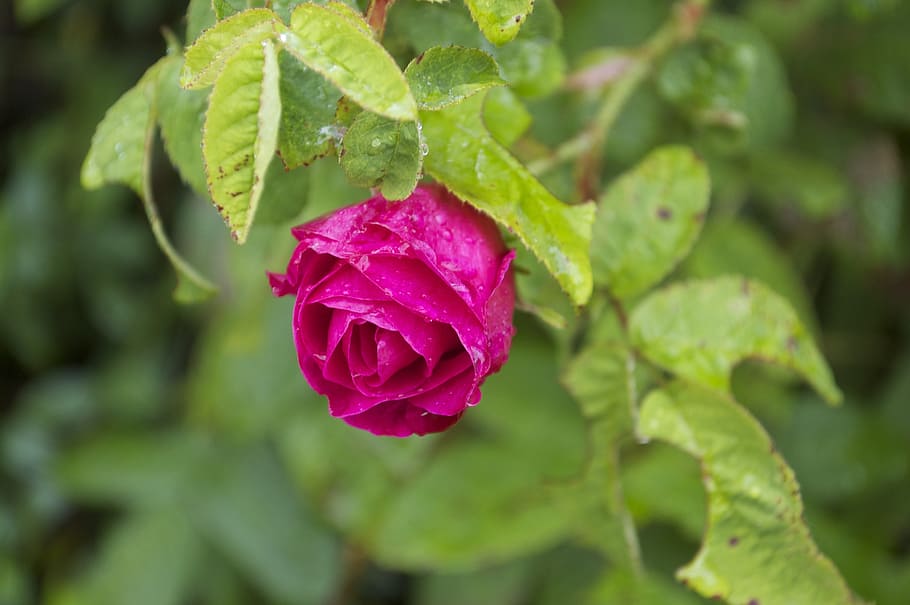 red, rose, dewdrops, flower, red roses, love, valentine, romance HD wallpaper