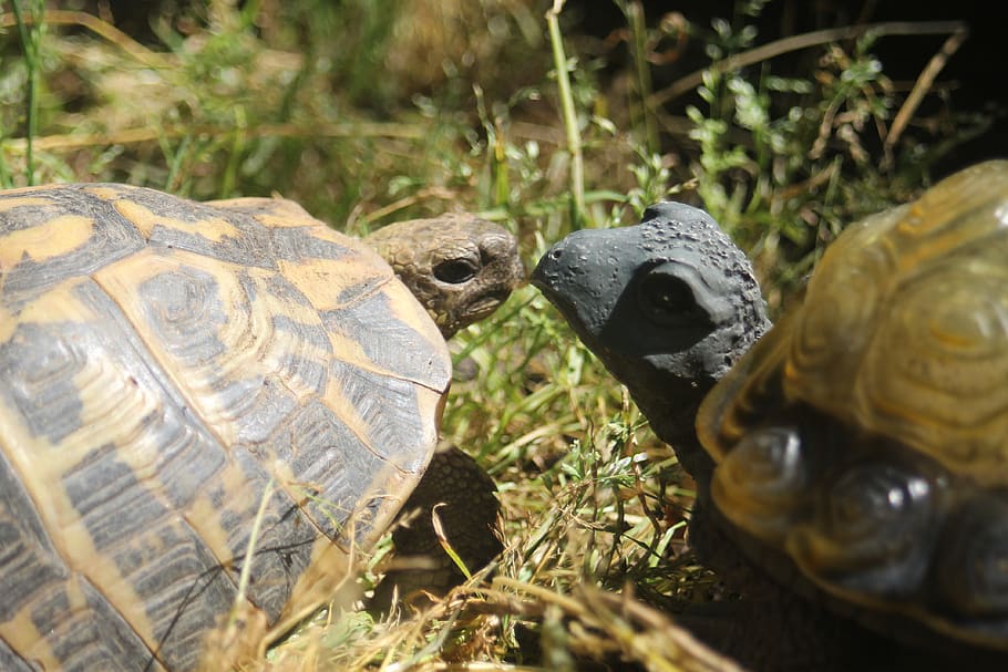 turtle, illusion, tortoise, spring, cupid, reptile, animal themes HD wallpaper