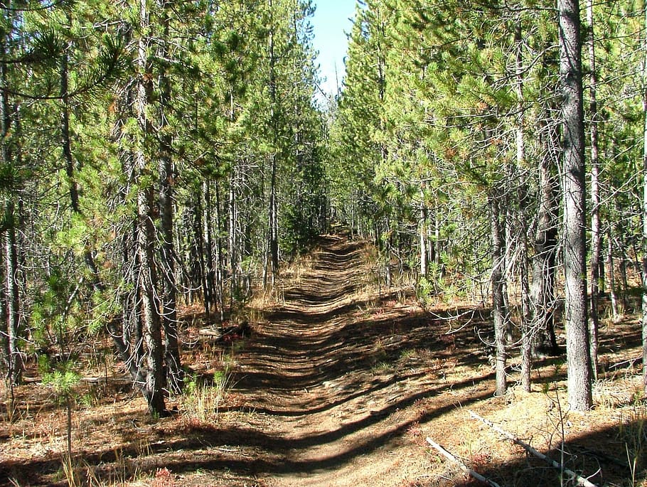 path, trail, forest, hiking, nature, tree, outdoors, woodland HD wallpaper