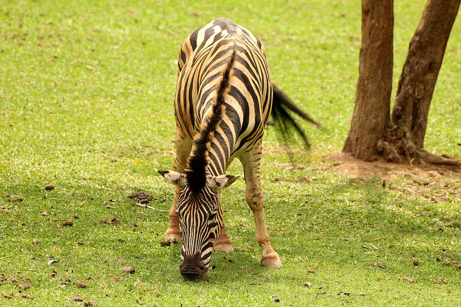 Zebra, Animal, Striped, Wild, eating grass, stripes, african, HD wallpaper