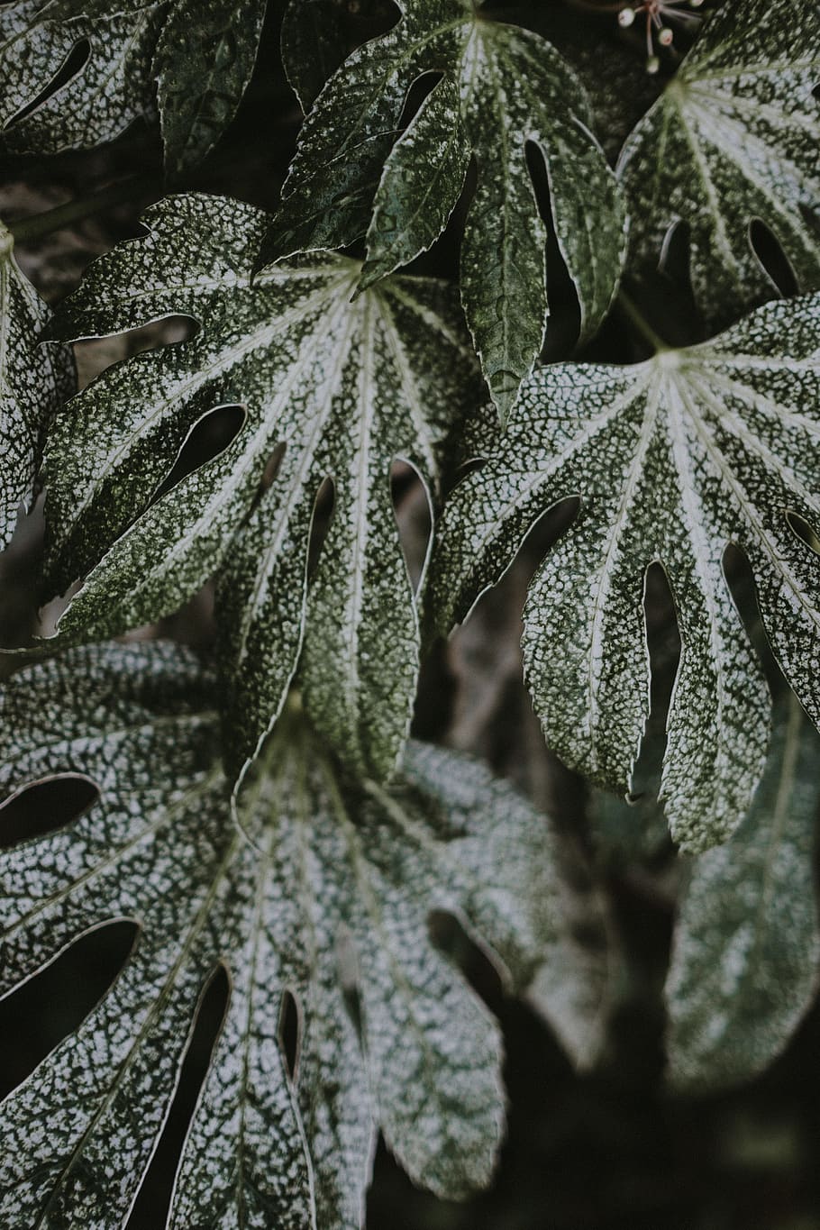 shallow focus photography of green leaves, leaf, greenery, growth HD wallpaper