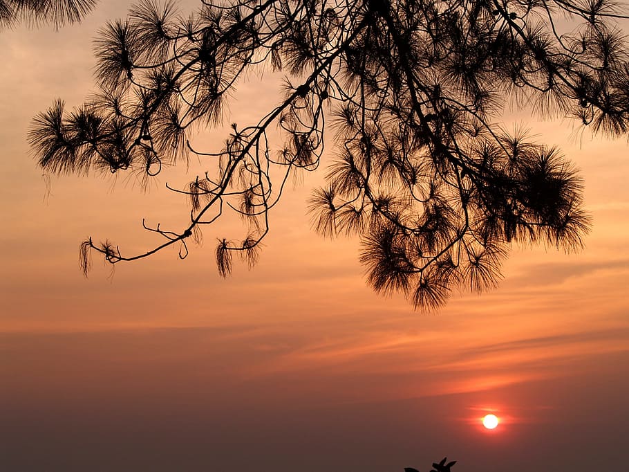 light, dawn, nature, sky, backlit, branch, dusk, khao kho, outdoors HD wallpaper