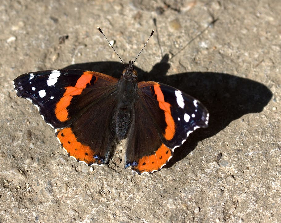 butterfly, red, black, wings, nice, shadow, silhouette, coloring HD wallpaper