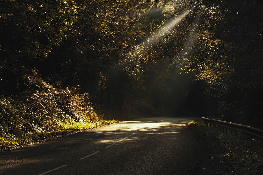 gray road surrounded by green trees, gray concrete road surrounded by green trees during daytime HD wallpaper