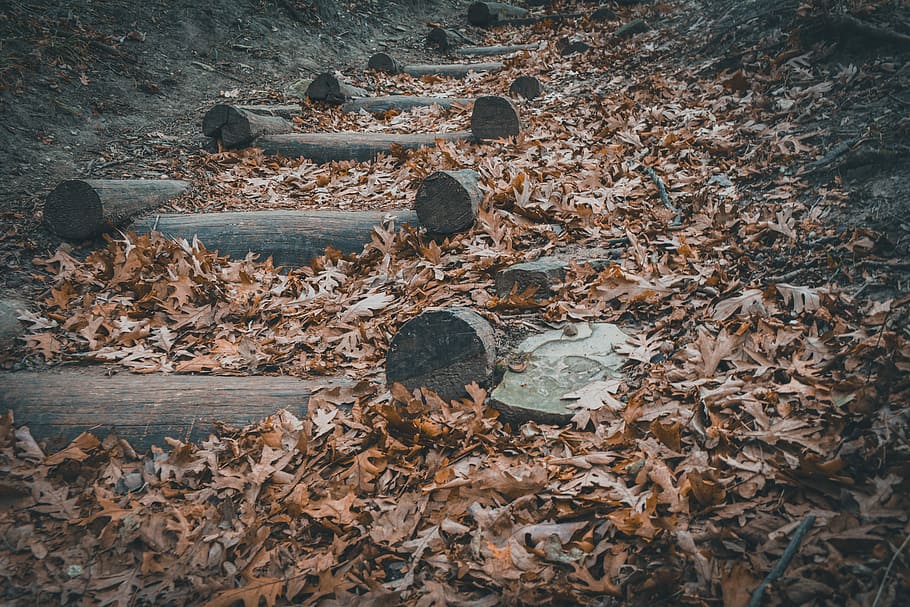 staircase made of tree log, brown wooden stairs, path, pathway HD wallpaper