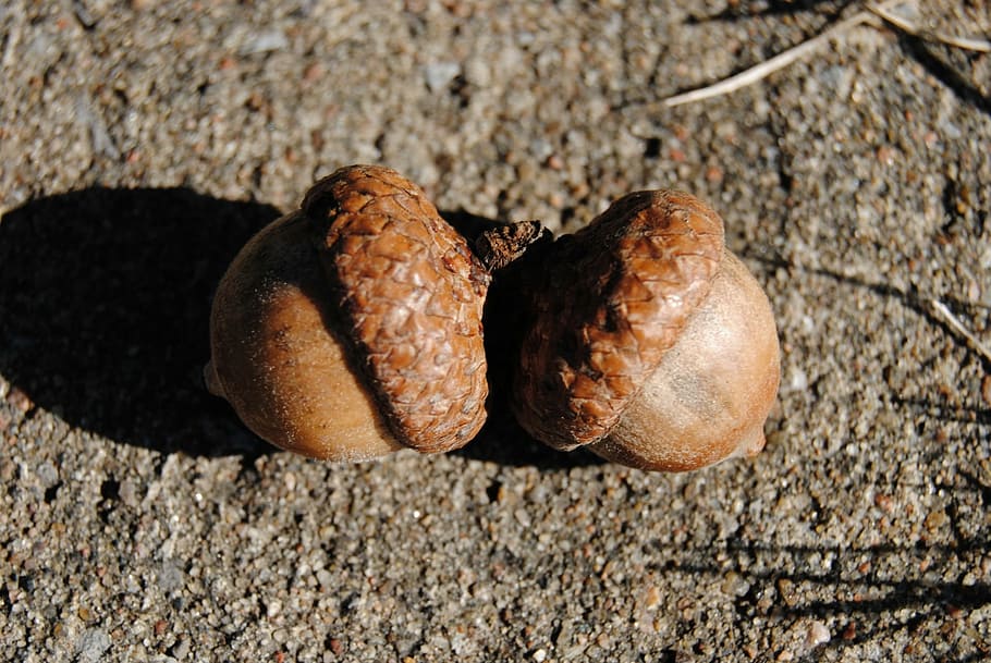 acorn, tree, nature, oak, seed, autumn, season, squirrel, close-up HD wallpaper