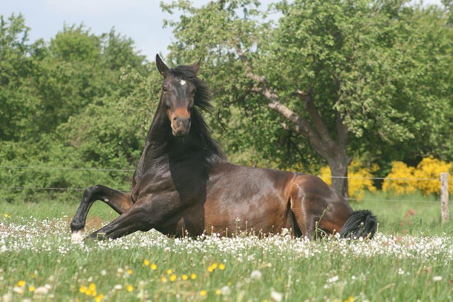 brown horse on white flower bed, rolling, stand up, animal HD wallpaper