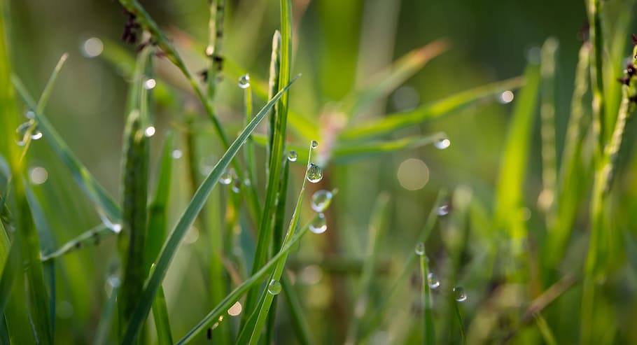 Grass With Dew Drops during Daytime, close-up, droplet, environment HD wallpaper