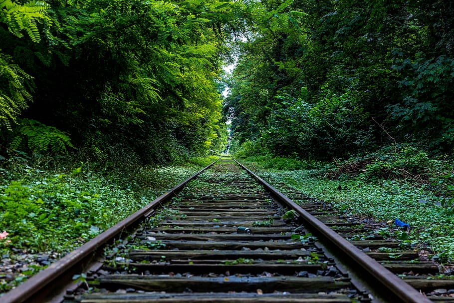 train rail surround by trees, brown train railway in between green trees at daytime, HD wallpaper