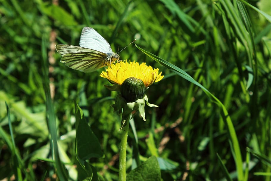 dandelion, butterfly, yellow, white, spring, flowering plant HD wallpaper