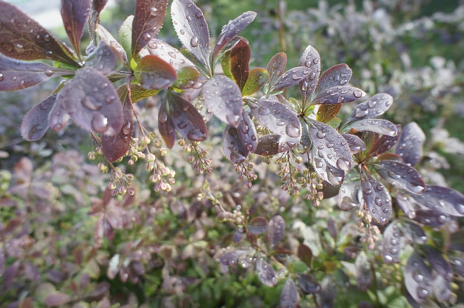 Bush, Barberry, Background, animal themes, no people, nature HD wallpaper