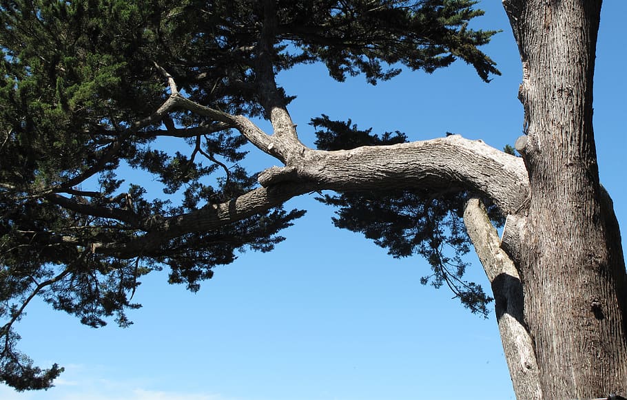 cypress tree, silver bark tree, closeup cypress, plant, tree trunk HD wallpaper