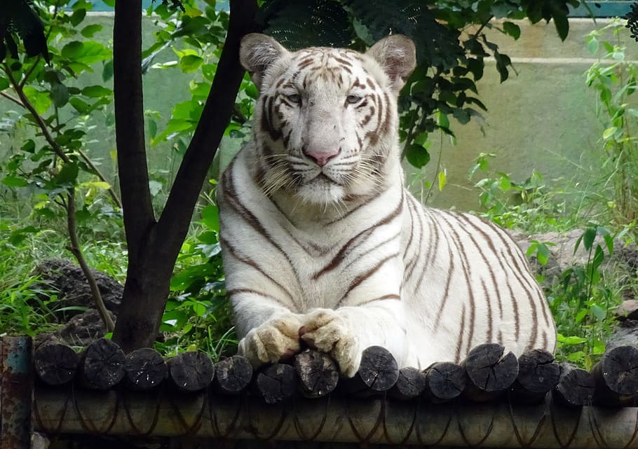 albino tiger lying near tree, white tiger, cat, animal, wildlife, HD wallpaper