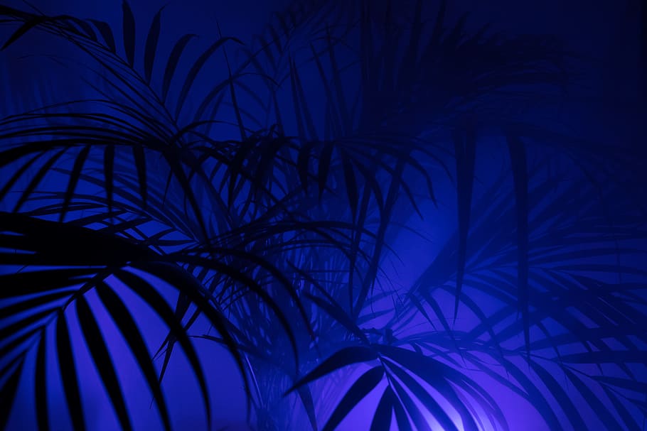 Hd Wallpaper Silhouette Of Pine Trees Palm Trees Retrowave Purple