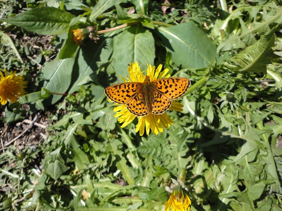 butterfly, spring, close, flower, flowering plant, beauty in nature HD wallpaper