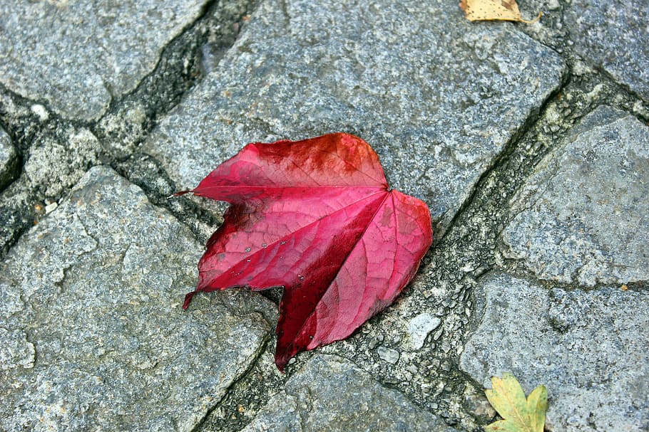 leaves, autumn, leaf, red, three, close-up, plant, nature, day HD wallpaper
