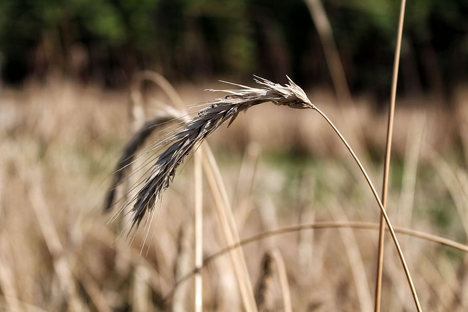 rye, corn, ears, grains, kłos, plant, agriculture, growth HD wallpaper