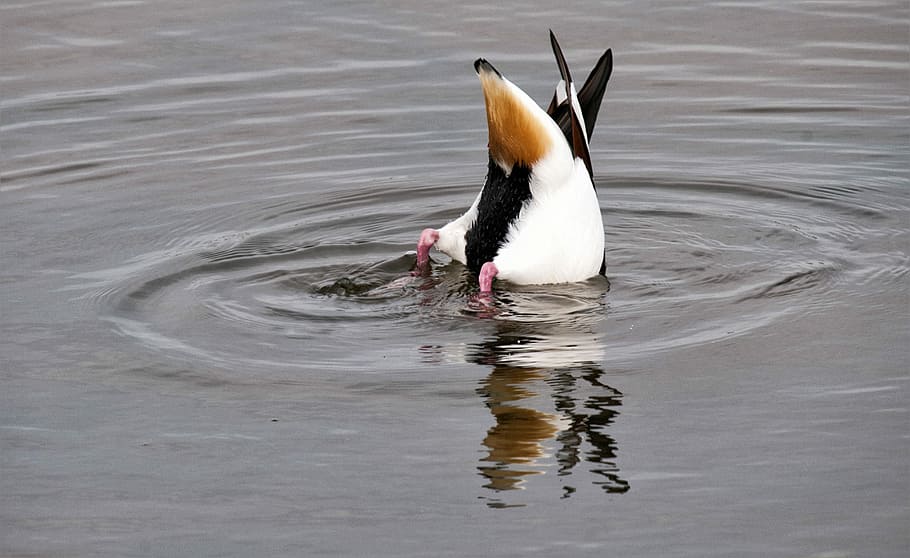Duck, Diving, Feathers, Round, Water, bath, one animal, animals in the wild HD wallpaper