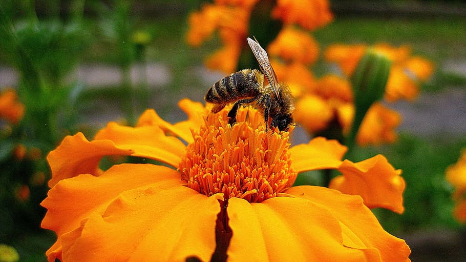 Wasp, Flower, Nature, Insect, Animal, garden, nectar, small HD wallpaper