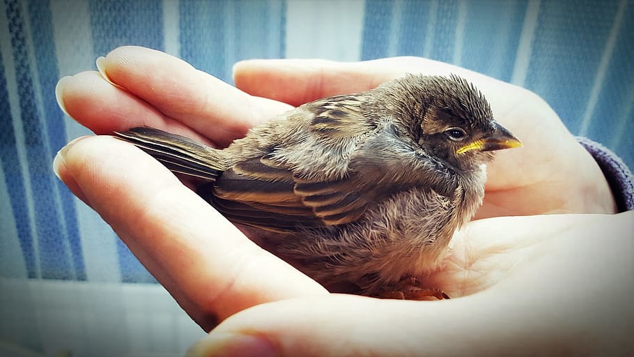 close-up photography of person holding fledgling sparrow, Bird