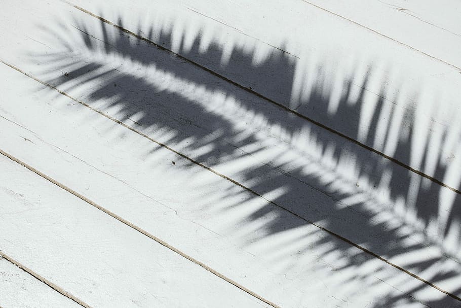Palm leaf and shadow, leaves, sunlight, sago palm, winter, snow