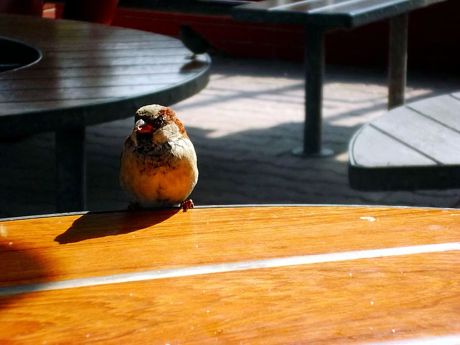 Sparrow, Dining Table, Bird, the sparrow, summer, closeup, sunny HD wallpaper