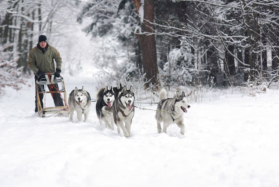 man wearing green zip up jacket riding brown sled pulling five Siberian Huskies dogs at snow field near woods during daytime