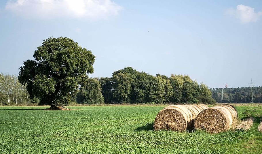 Summer, Nature, Field, Sky, Blue, harvest, trees, meadow, bale HD wallpaper