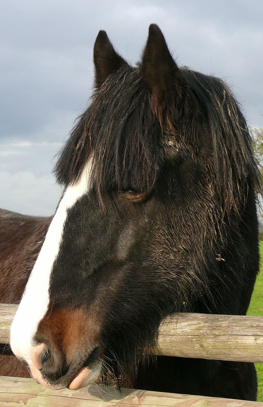 horse, labour, rustic, head, nature, animals, horse head, farm HD wallpaper