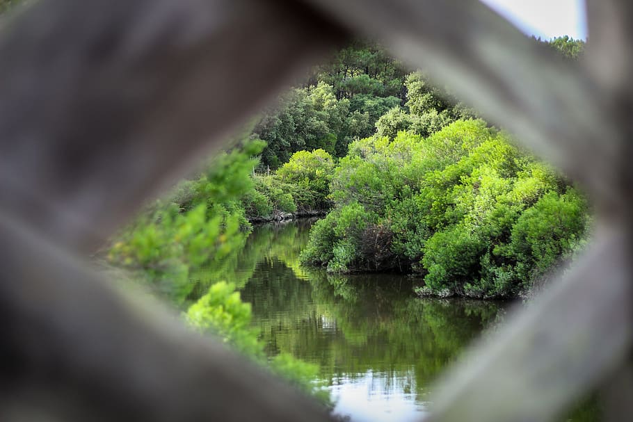 frame, nature, landscaping, river, water, plants, green, tree HD wallpaper