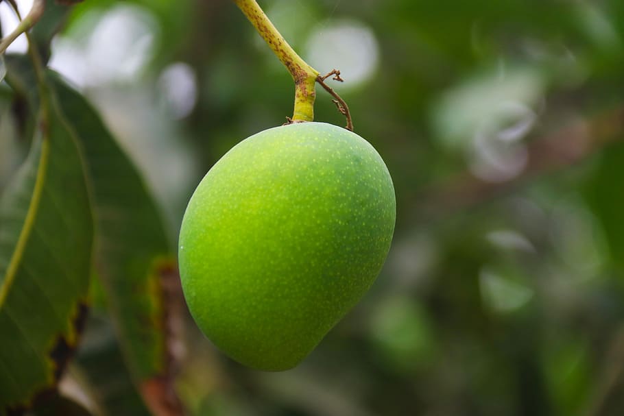 nature, leaf, fruit, tree, flora, healthy eating, food, food and drink HD wallpaper
