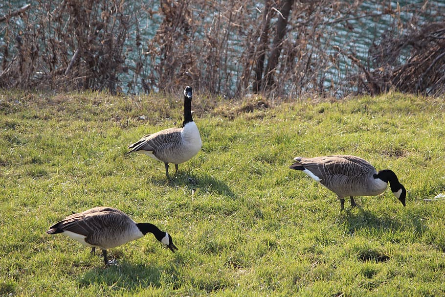 bird, nature, goose, grass, animal world, ducks, wild ducks HD wallpaper