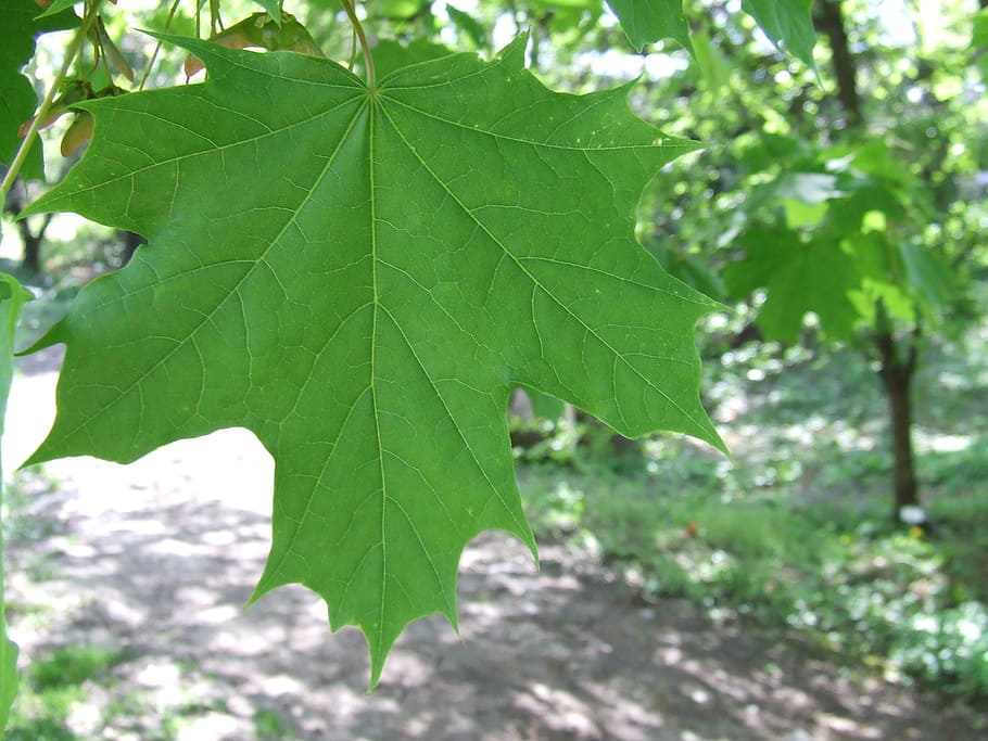 letter, green, maple, tree, vysieť, plant part, leaf, green color HD wallpaper