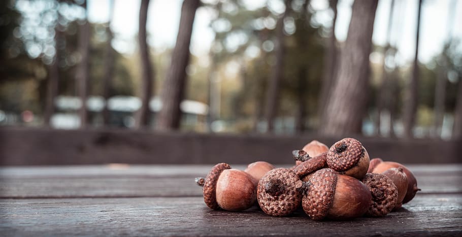 acorn photo on table, acorns, autumn, oak, nature, forest, fall, HD wallpaper