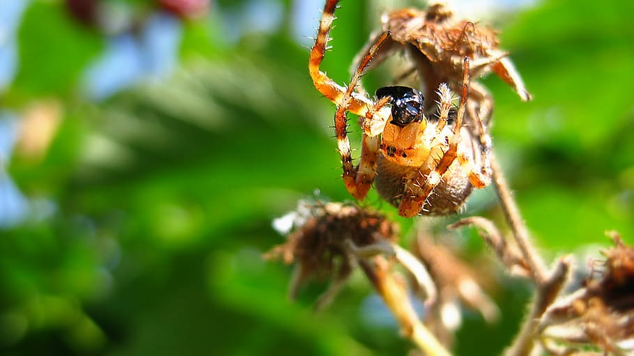 Spider, Insect, Macro, Animal, green, hunter, victim, one animal HD wallpaper