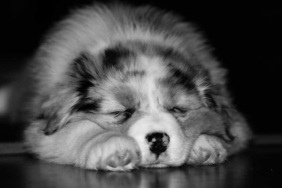 grayscale photo of puppy sleeping, dog, nos, pets, animal, cute, HD wallpaper