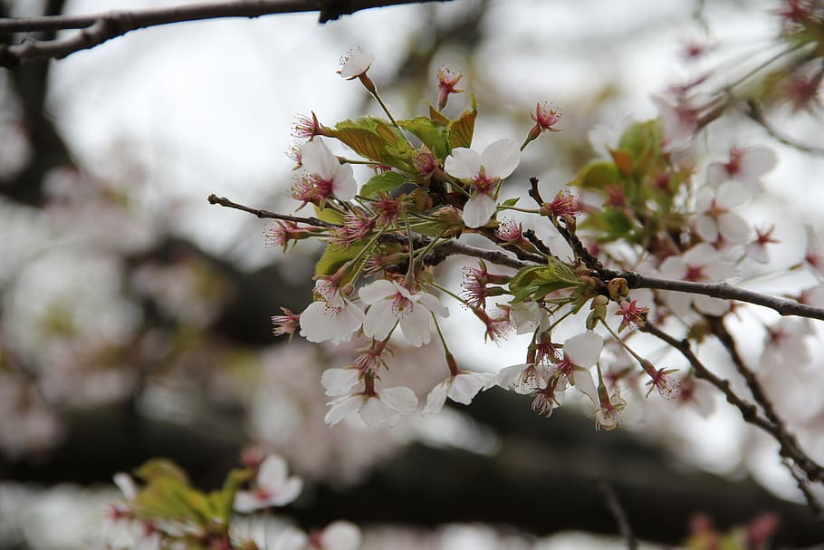 flower, cherry, tree, nature, branch, leaf, garden, plant, growth HD wallpaper