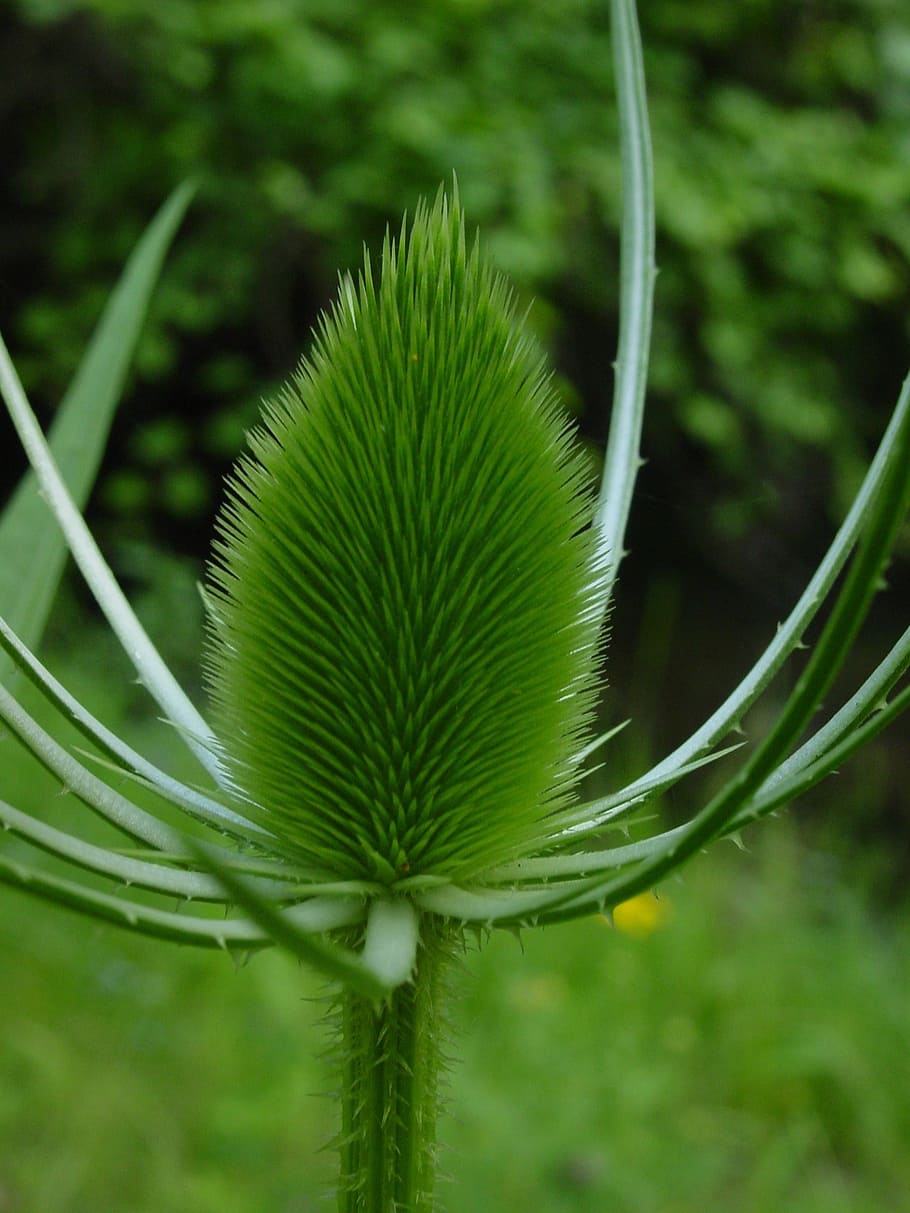 thistle, green, plant, prickly, pointy, spiny, growth, green color HD wallpaper