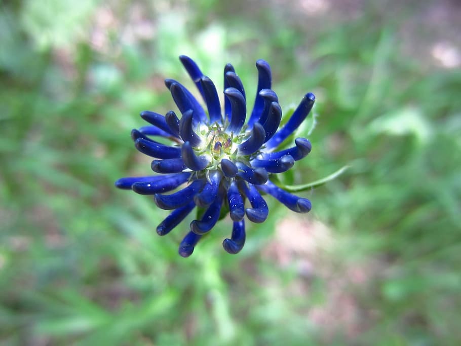 Blue, Blossom, Bloom, Smart, Close, flower, fragility, nature HD wallpaper