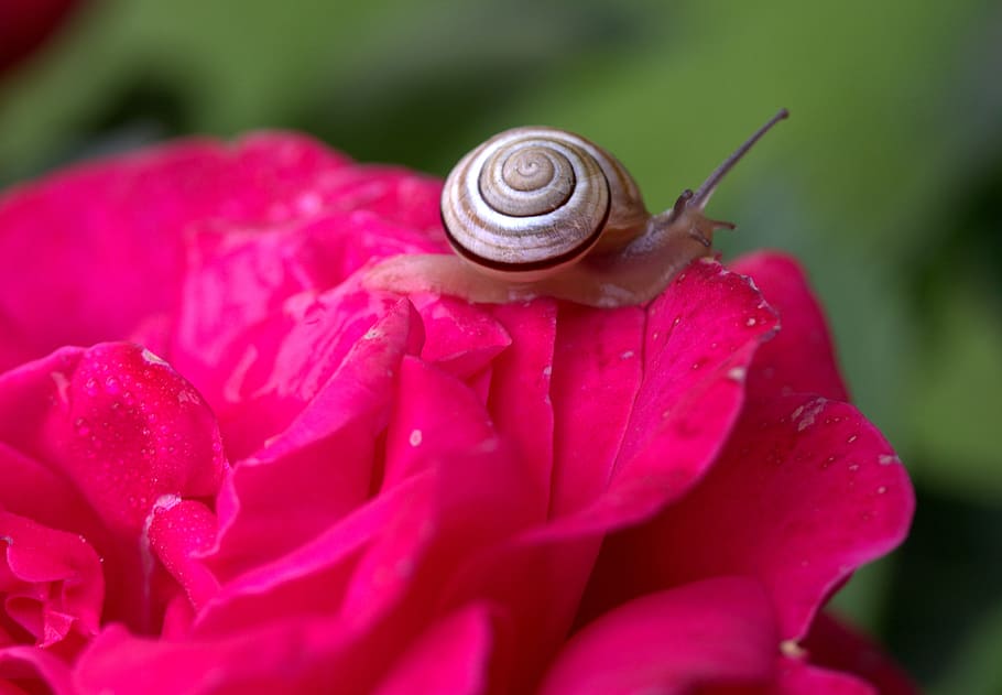 snail, rose, petals, shell, dew, mollusk, gastropod, invertebrate HD wallpaper