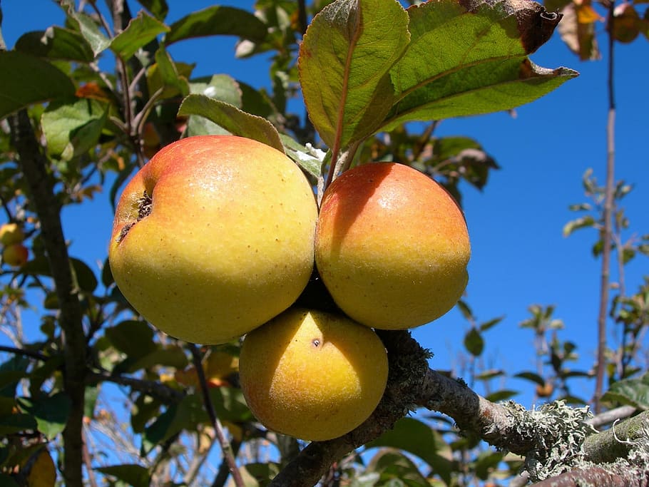 Apples, Fruit, Food, Fresh, growing, natural, eat, stem, macro HD wallpaper