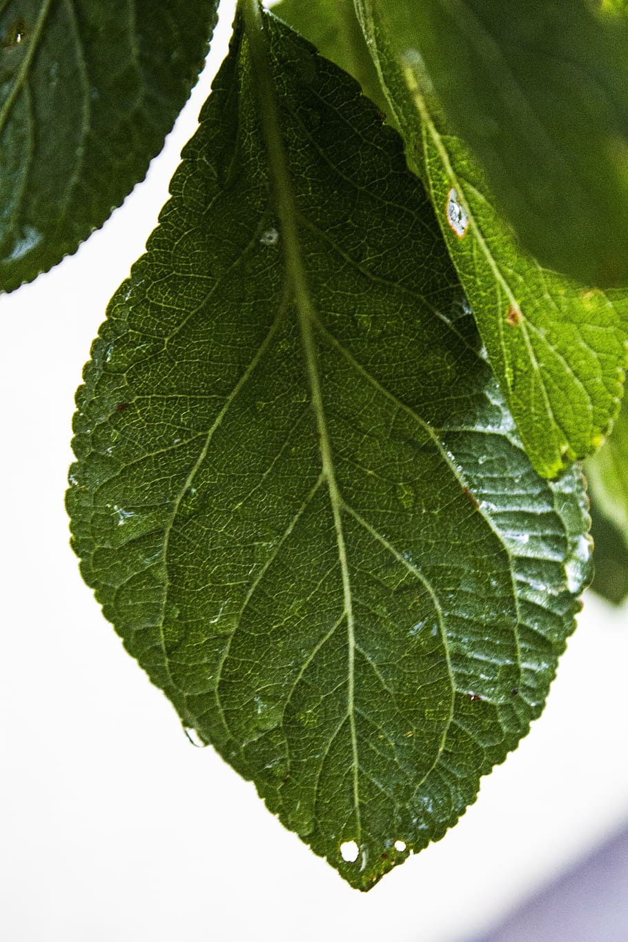 leaf, wet, raindrop, green, leaves, drop of water, close, macro HD wallpaper
