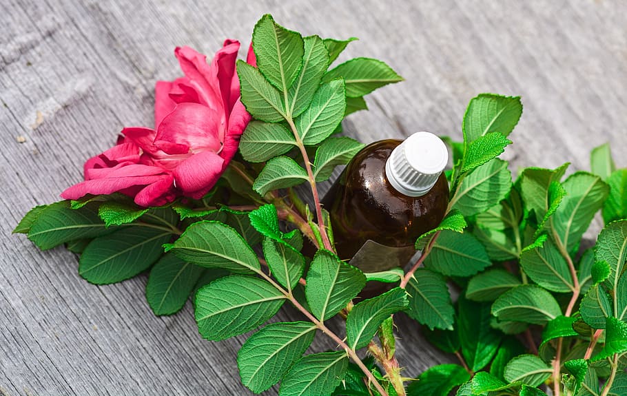 pink flower near amber bottle on grey surface, essential oils HD wallpaper