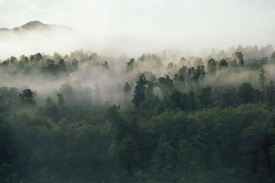green leafed trees covered by fog during daytime, forest during misty daytime aerial photo HD wallpaper