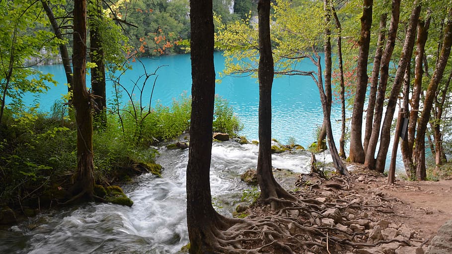 green leafed trees near body of water, plitvice, river, waterfall HD wallpaper