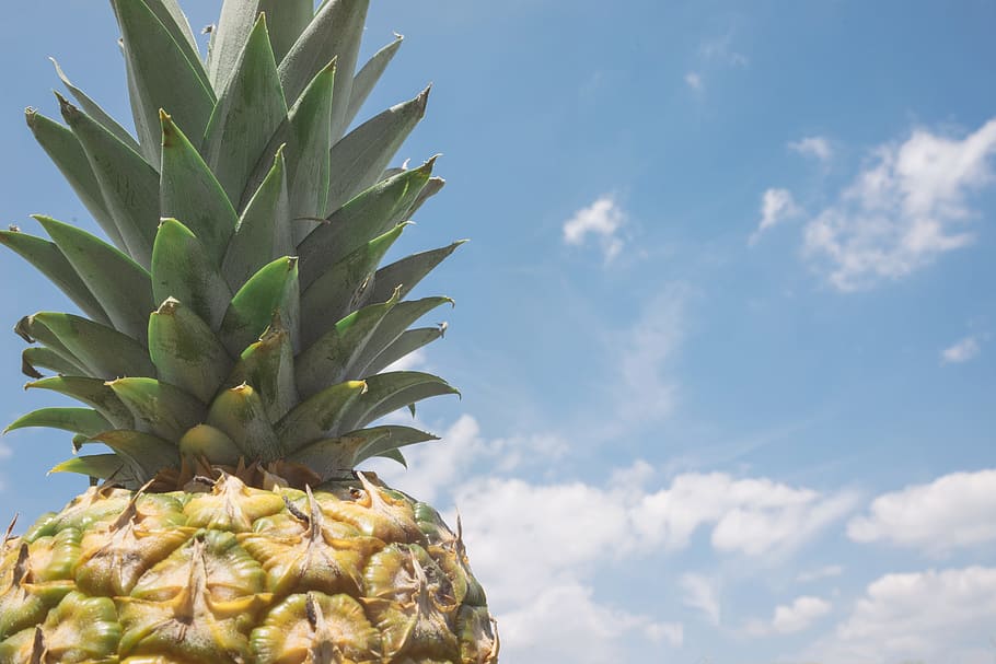 closeup photo of pineapple, fruit, exotic, food, tropical, healthy HD wallpaper