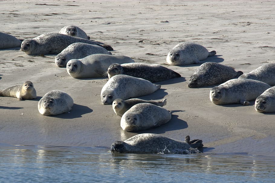 Crawl, Grey Seals, Sandbar, meeresbewohner, water creature