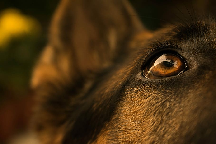 close shot of brown animal eye, closeup photography of dog's right eye HD wallpaper
