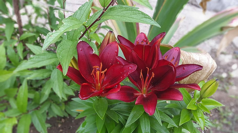 Lily, Garden, Flowers, growth, plant, nature, leaf, petal, flowering plant HD wallpaper