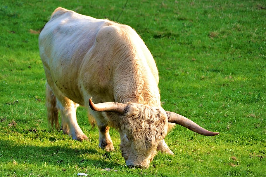 beef, cow, cattle, cows, pasture, graze, meadow, alm, agriculture HD wallpaper